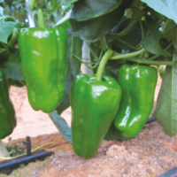 PEPPER AG-001