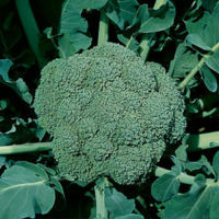 Broccoli AG-9876