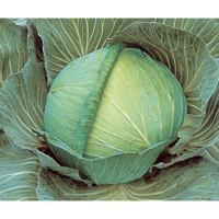 Cabbage 