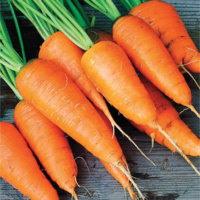 Carrot AG-736