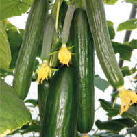 Cucumber AG-3878-01