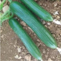 CUCUMBER F1 AG-007