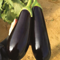 Eggplant F1 AG-716