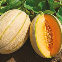 MELON F1 AG-222