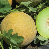 MELON F1 AG-710