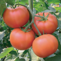 Tomato AG-3123
