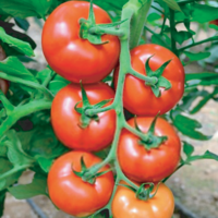 Tomato AG-33213