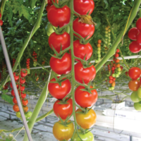 Tomato AG-33223