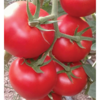 Tomato AG-393