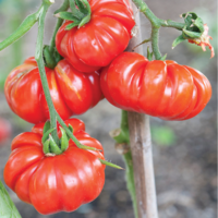 Tomato AG-8485