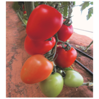 Tomato AG-99397