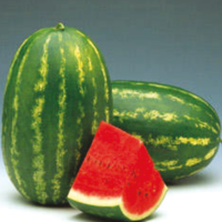 Watermelon F1 AG-3596