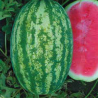 Watermelon F1 AG-3778