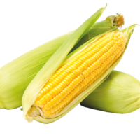 CORN F1 AG-7425