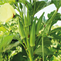 Okra AG-9877