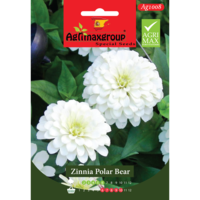Zinnia Polar Bear