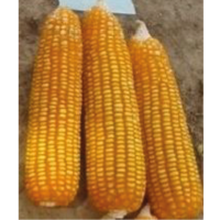 corn2