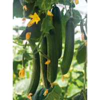 Cucumber AG-6698 