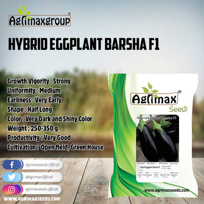 Eggplant Barsha F1