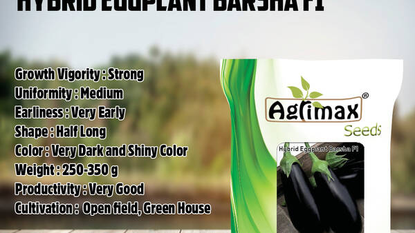 Eggplant Barsha F1