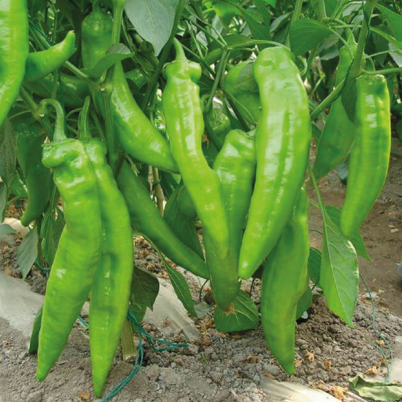 PEPPER AG-0014