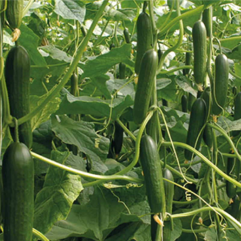 Cucumber F1 AG-7196