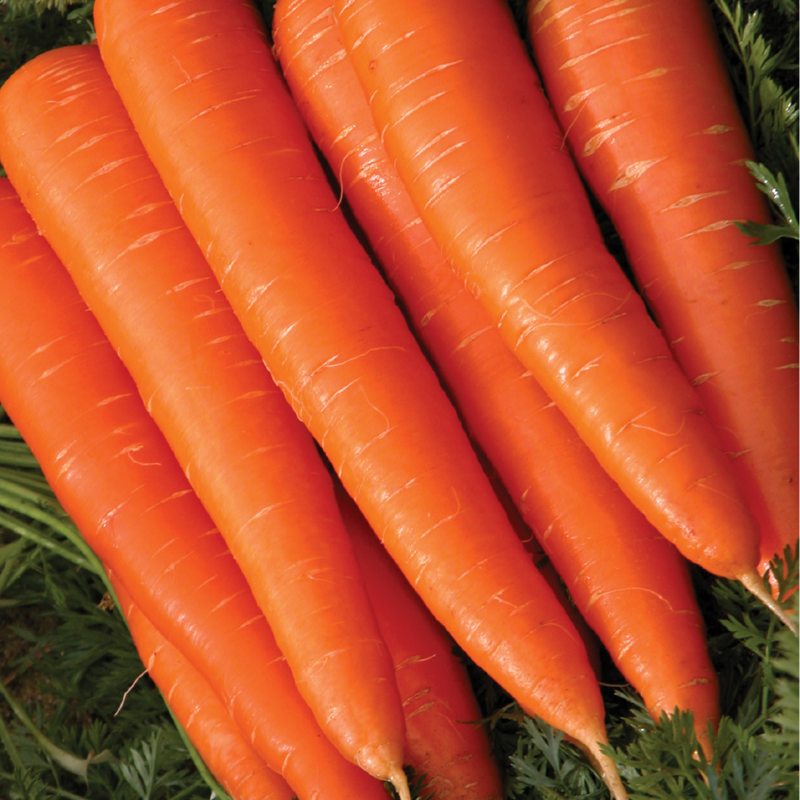 Carrot AG-281