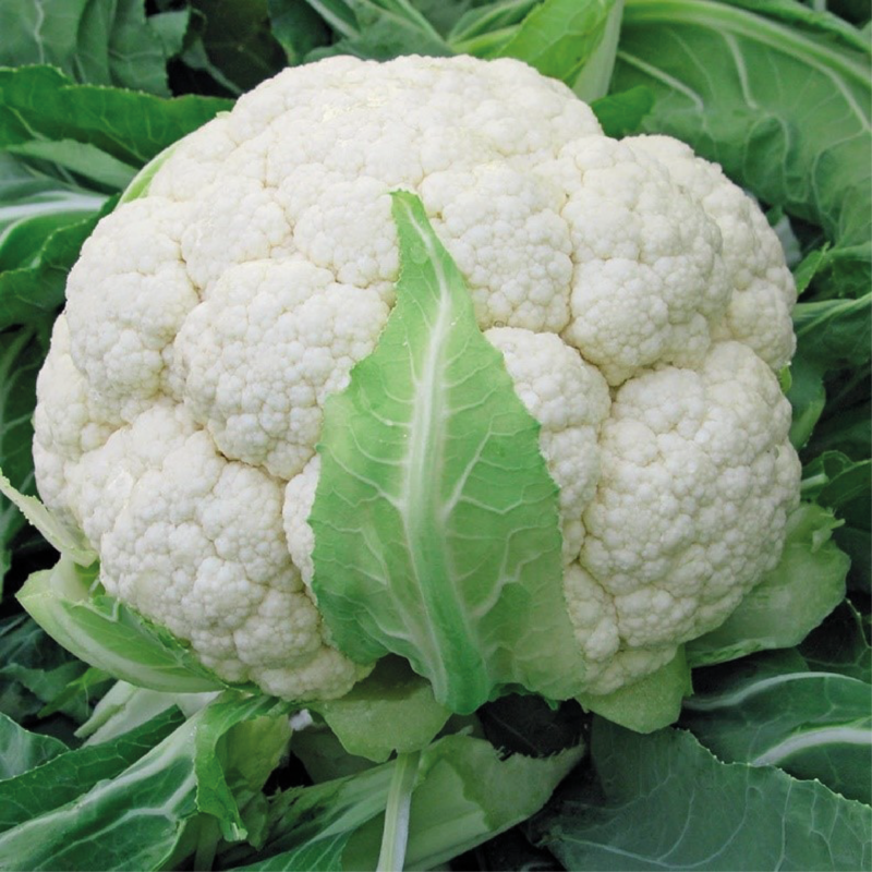 Cauliflower AG-2599