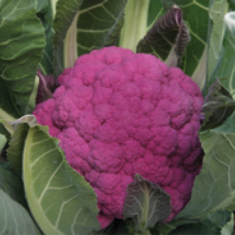 Cauliflower AG-6886