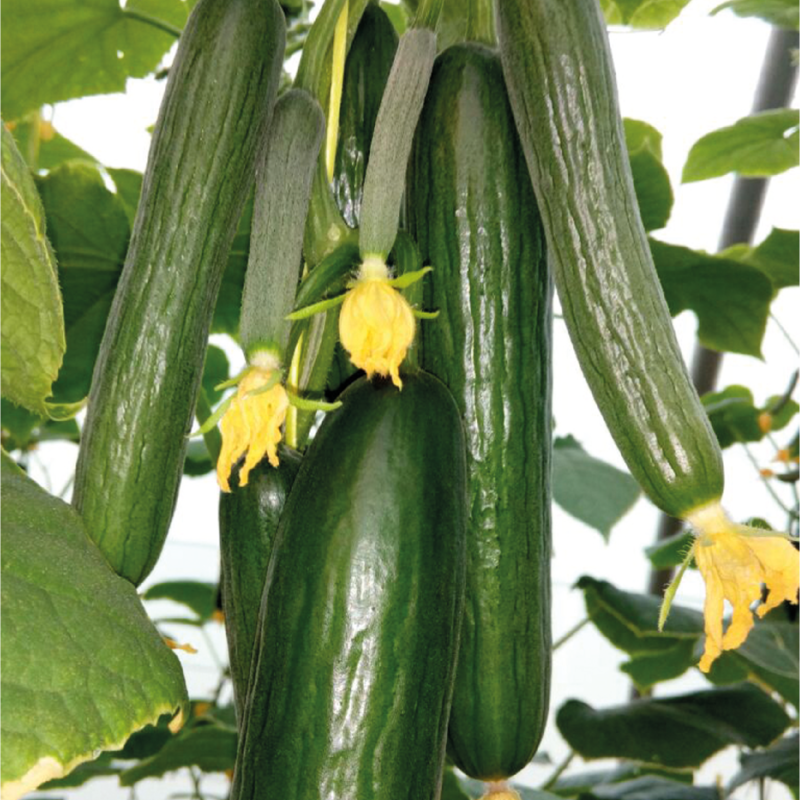 Cucumber AG-3878-01