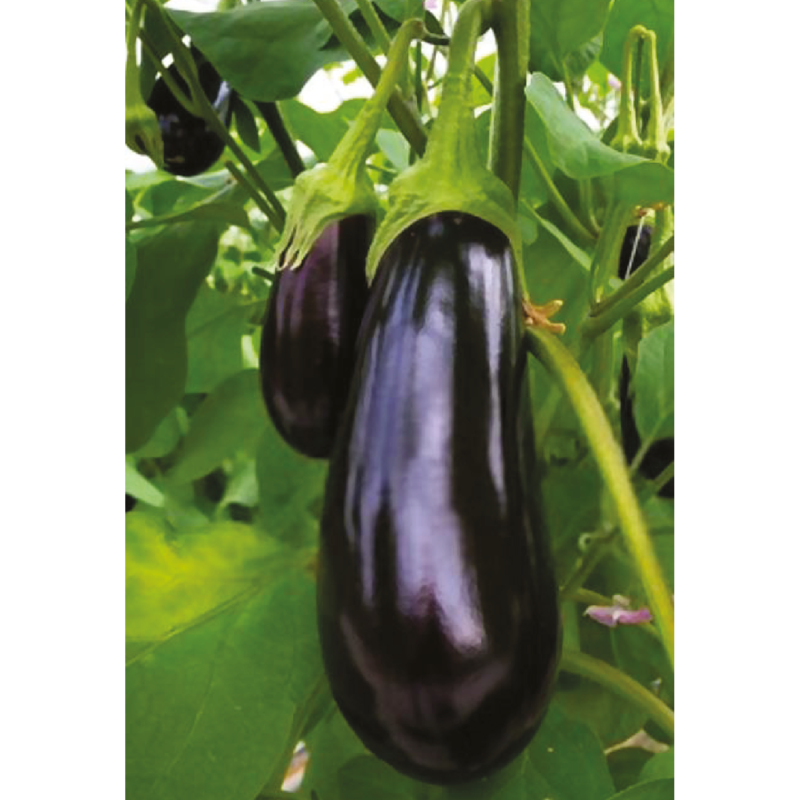 Eggplant AG-8392