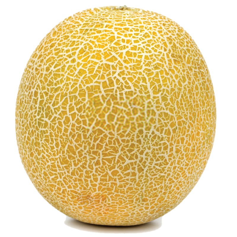 MELON F1 AG-544