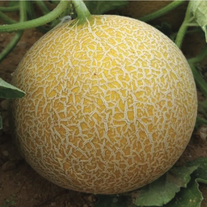 MELON F1 AG-562