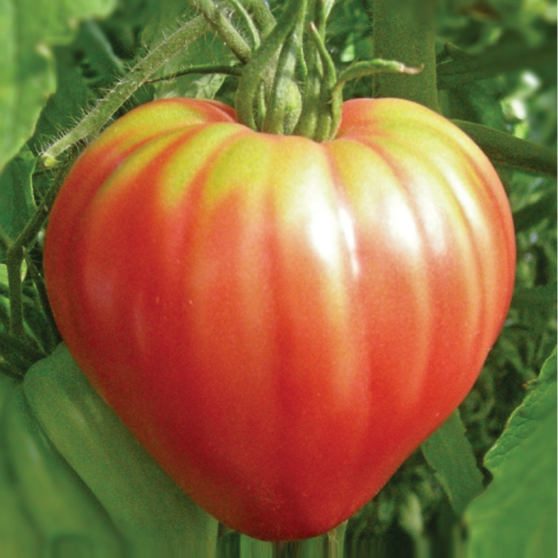 Tomato AG-1731