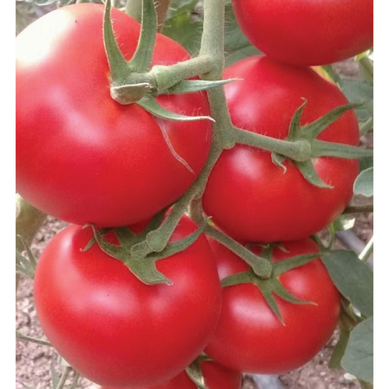 Tomato AG-393