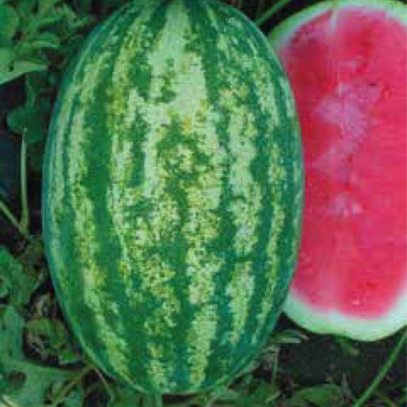 Watermelon F1 AG-3778