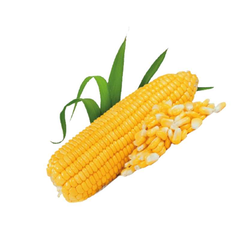 Corn F1 AG-8438