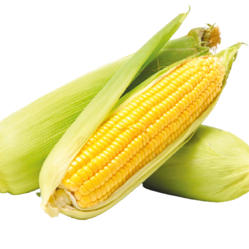 CORN F1 AG-7425