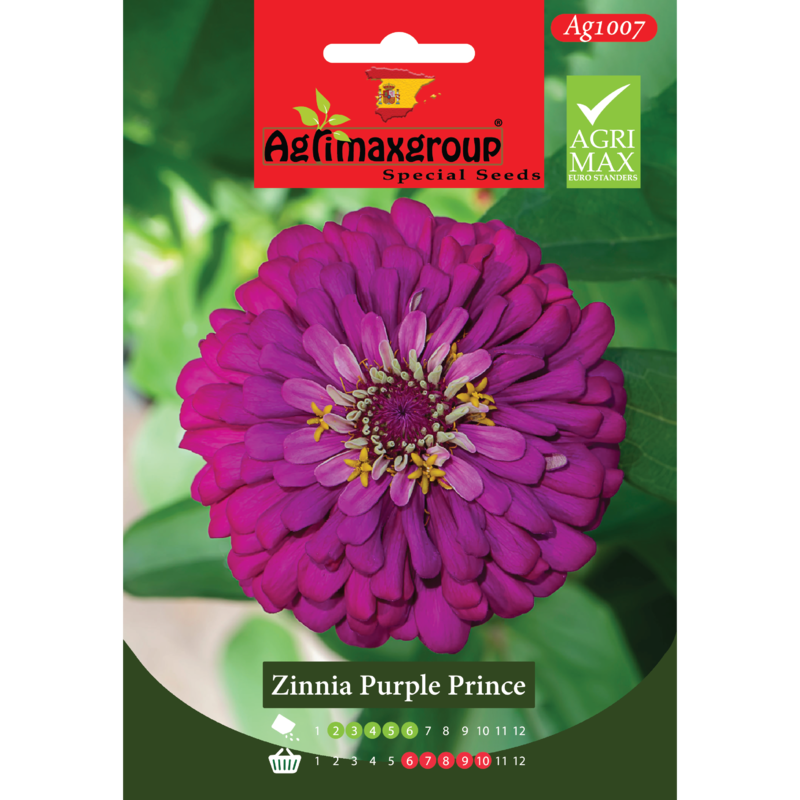 Zinnia Purple Prince