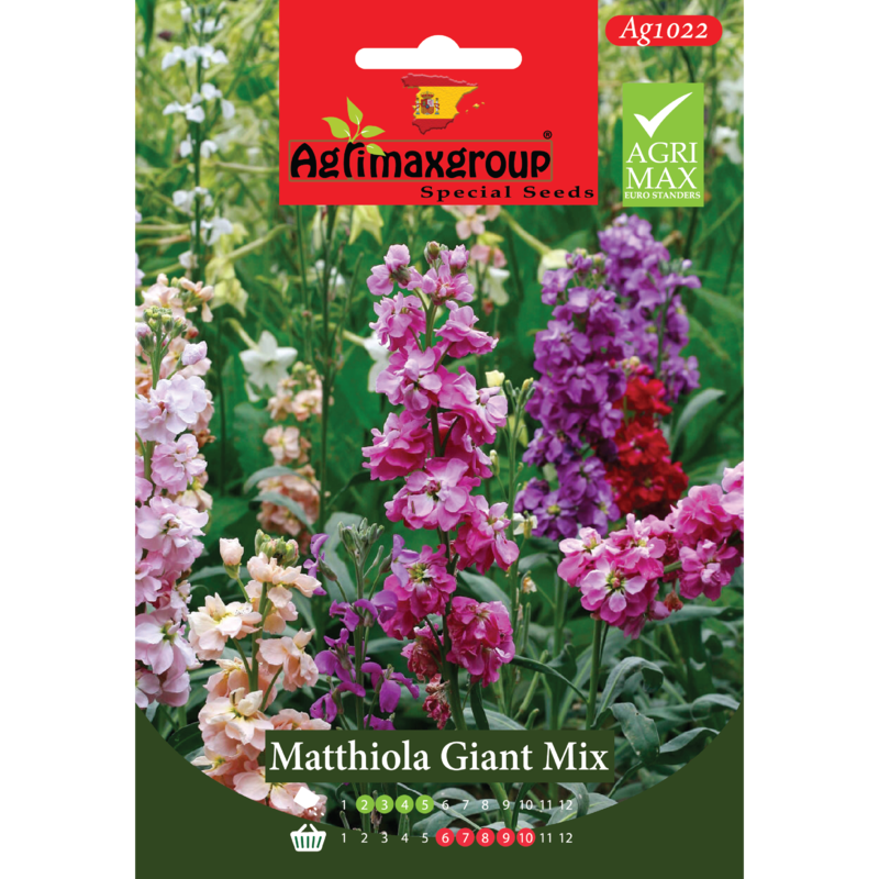 Matthiola Giant Mix