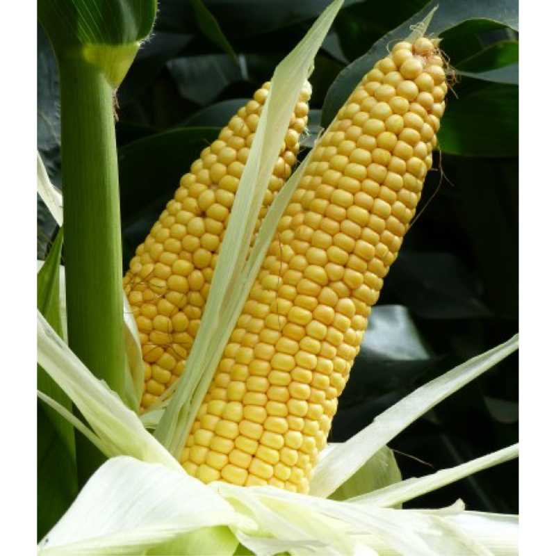 Field Corn 12HA