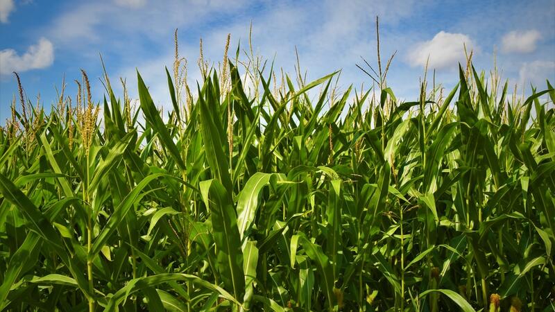 Field Corn