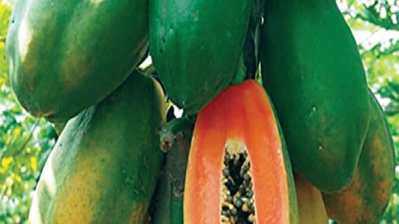 aa